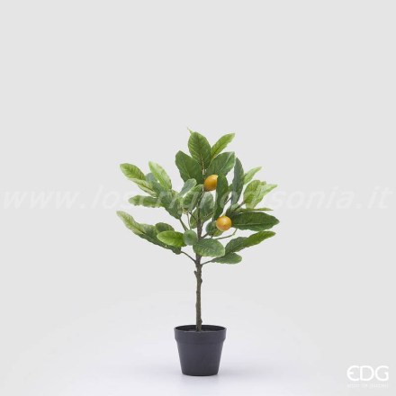 2500008A799-pianta-limone