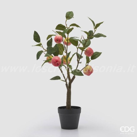 2500133A240-pianta-melo